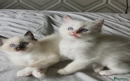 Ragdoll cats for sale: Microchipped Ragdoll kittens ⭐️white and blue eyes - Image 2