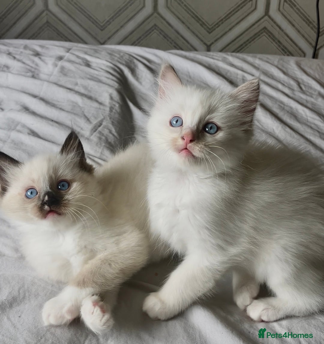 Ragdoll cats for sale: Microchipped Ragdoll kittens ⭐️white and blue eyes - Image 2