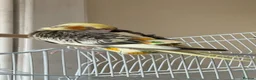 Cockatiels birds for sale: Hand-Tamed Cockatiel ❤️ - Advert 9