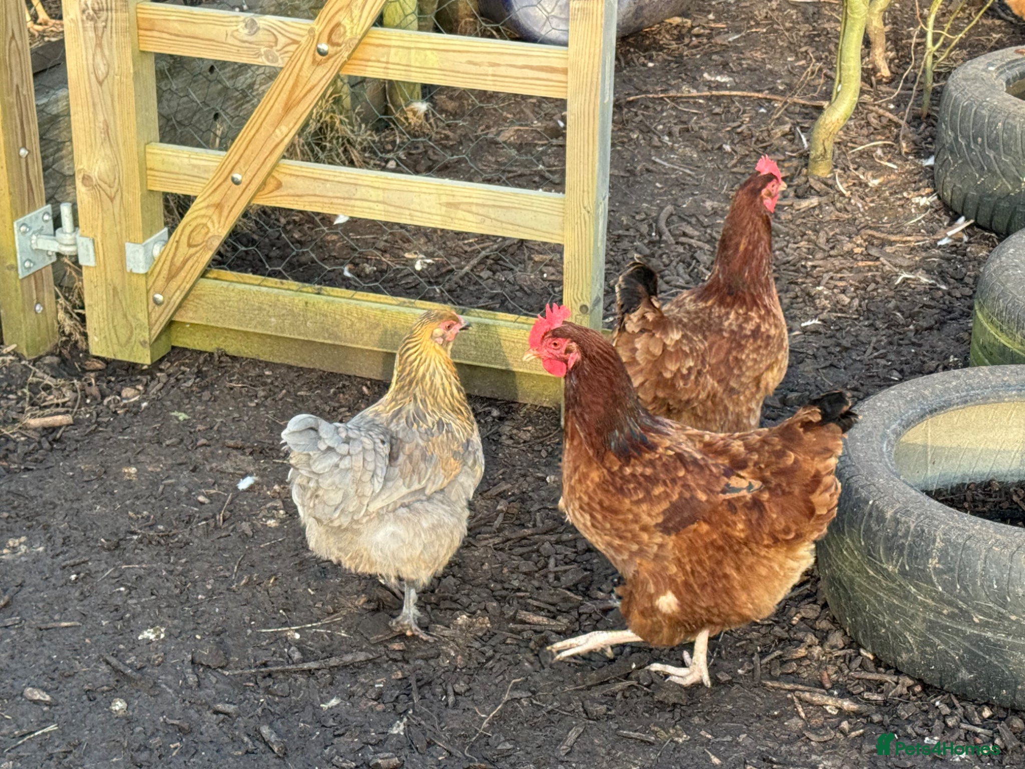 Chickens poultry Fertile chicken eggs  - Advert 2