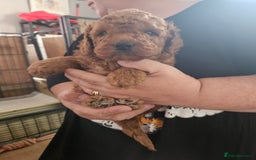 Double Doodle dogs for sale: FANTASTIC FOUR YORKSHIRE LADS  - Image 14