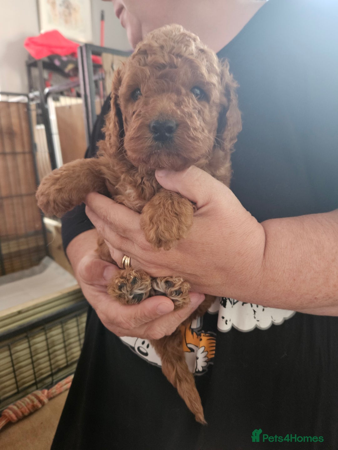 Double Doodle dogs for sale: FANTASTIC FOUR YORKSHIRE LADS  - Image 14