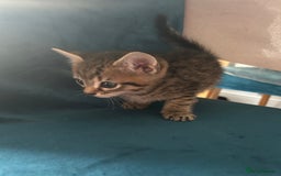 Domestic Shorthair cats for sale: Kittens looking for their forever home  - Image 17