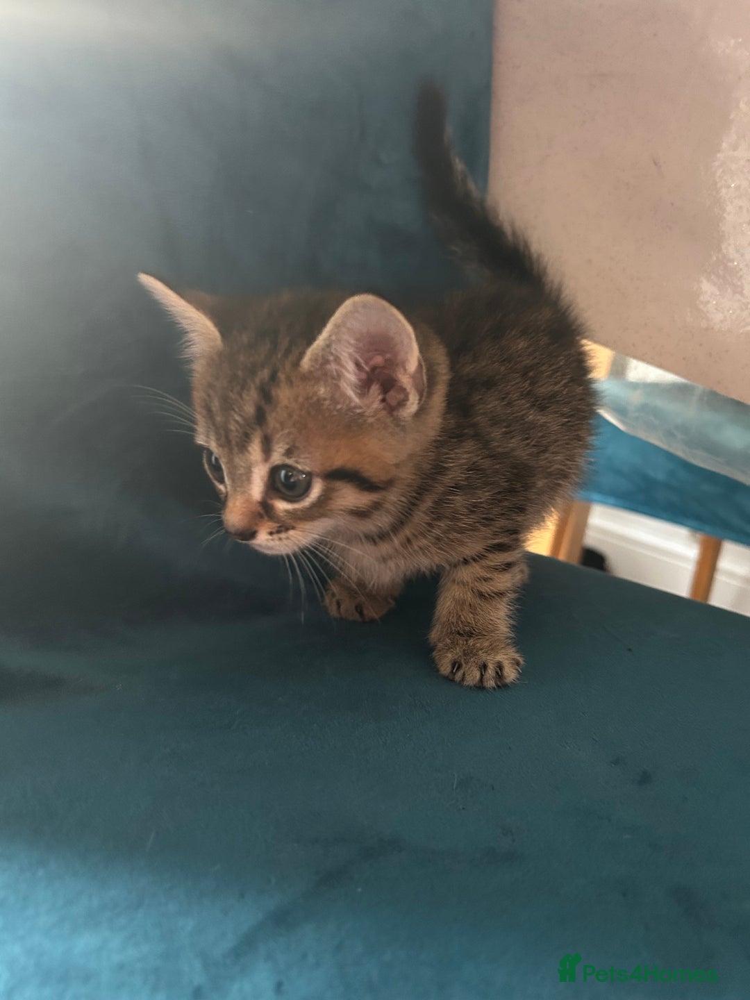 Domestic Shorthair cats for sale: Kittens looking for their forever home  - Image 17