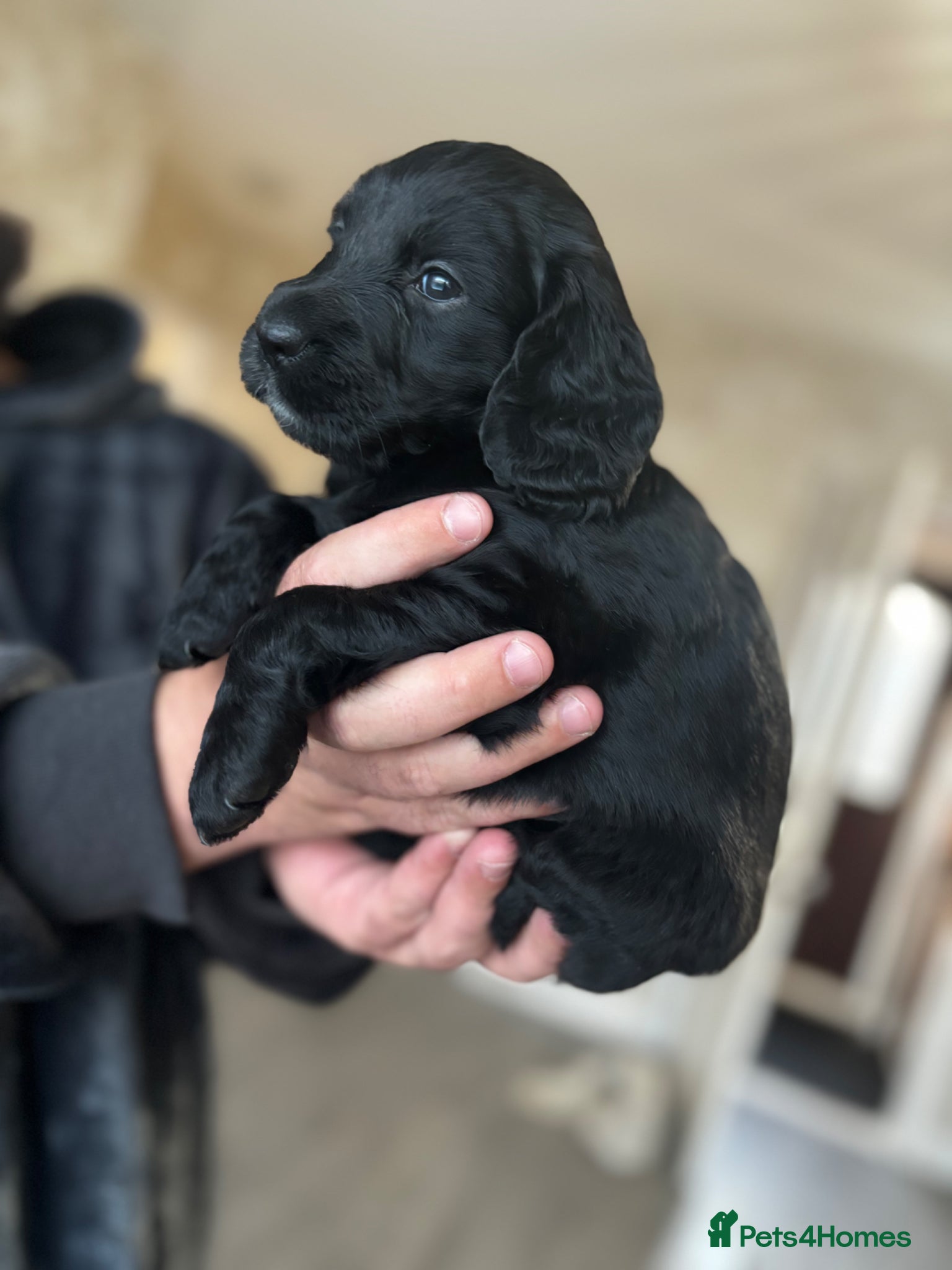 Cockapoo dogs  cockapoo puppy’s ❤️🌟last 3 remaining  - Advert 1