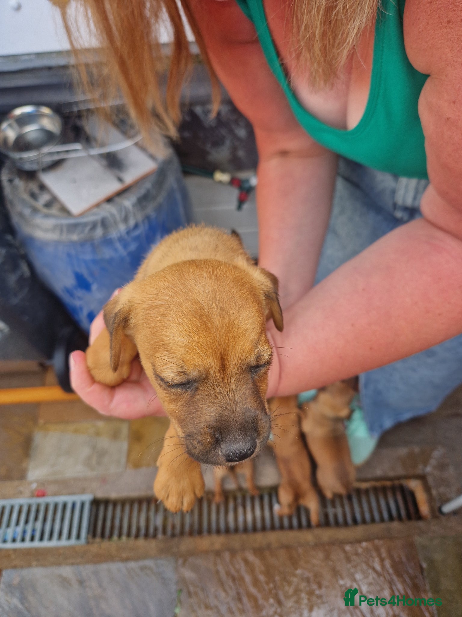Plummer Terrier dogs for sale: Plummer cross lakeland puppy's  - Advert 3