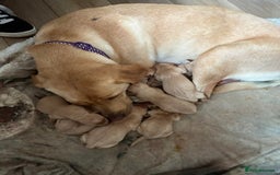 Labrador Retriever dogs for sale: Golden and Fox Red Labrador Retriever puppies - Image 7