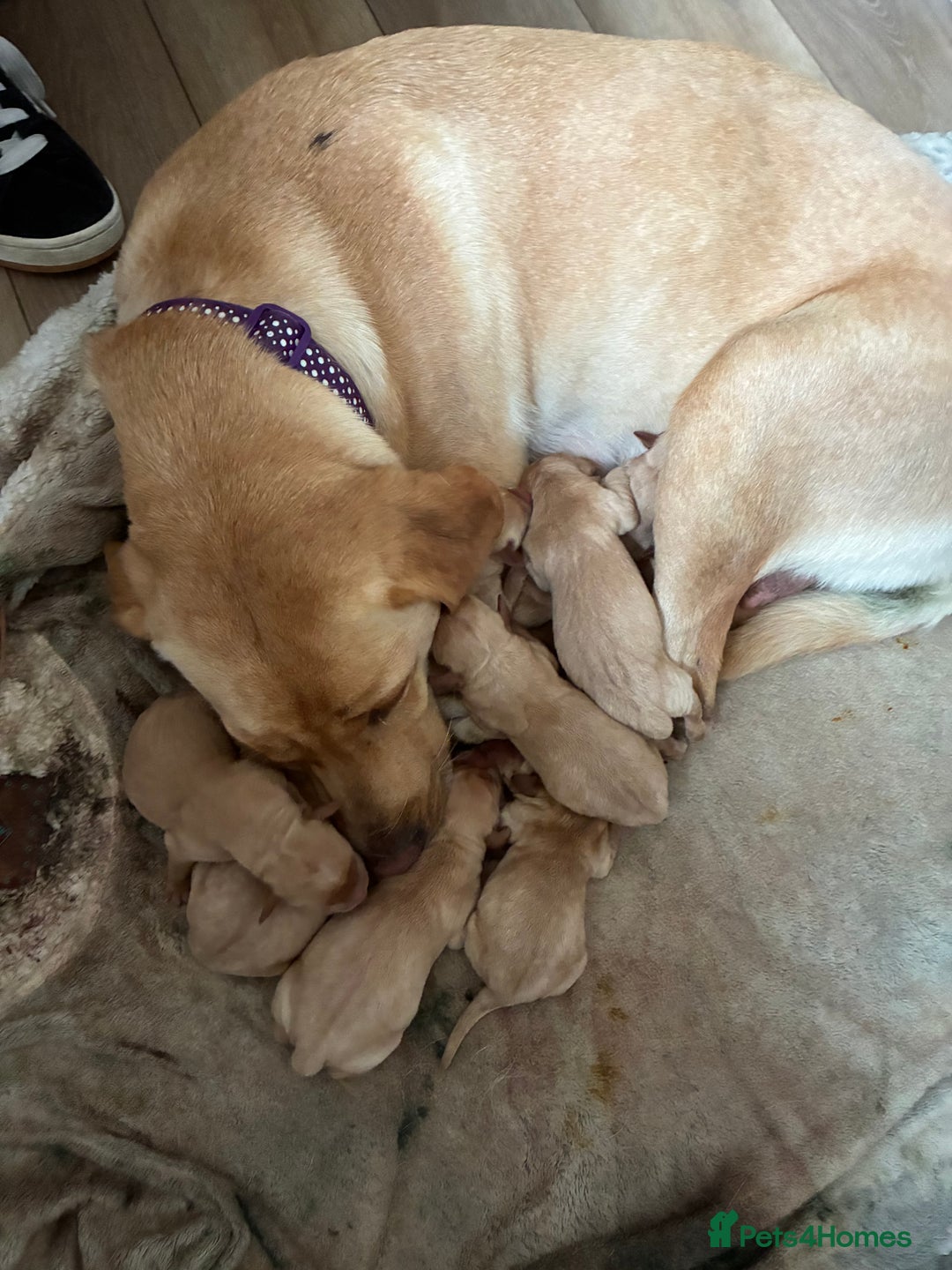 Labrador Retriever dogs for sale: Golden and Fox Red Labrador Retriever puppies - Image 7