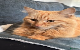 British Longhair cats for sale: Beautiful long haired ginger female  - Image 3