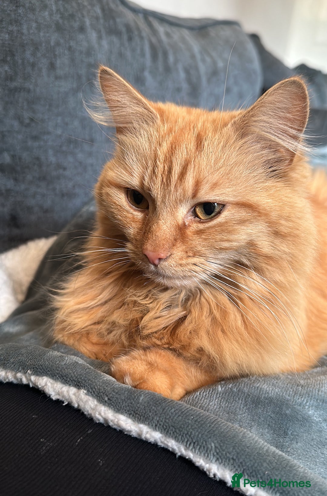 British Longhair cats for sale: Beautiful long haired ginger female  - Image 3