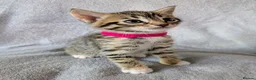 Mixed Breed cats for sale: Beautiful half Bengal kittens - Advert 13