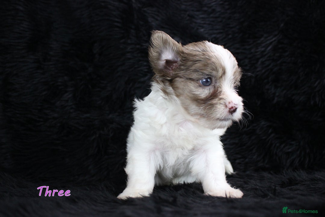 Yorkshire Terrier dogs for sale: Stunning Biro & Merle Yorkie Girls – Ready Nov 25 - Advert 5