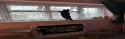 British Shorthair cats for sale: 1 year old Kitten - Advert 8