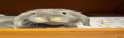 Mini Lop rabbits for sale: 2 Mini Lops for Sale  in Sheffield - Advert 5