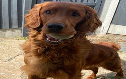 Irish Setter dogs for sale: Rare Golden Irish litter - Image 21