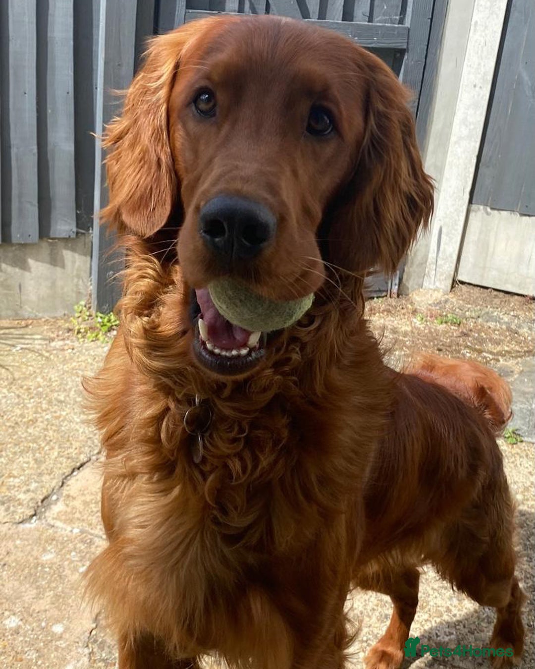 Irish Setter dogs for sale: Rare Golden Irish litter - Image 21