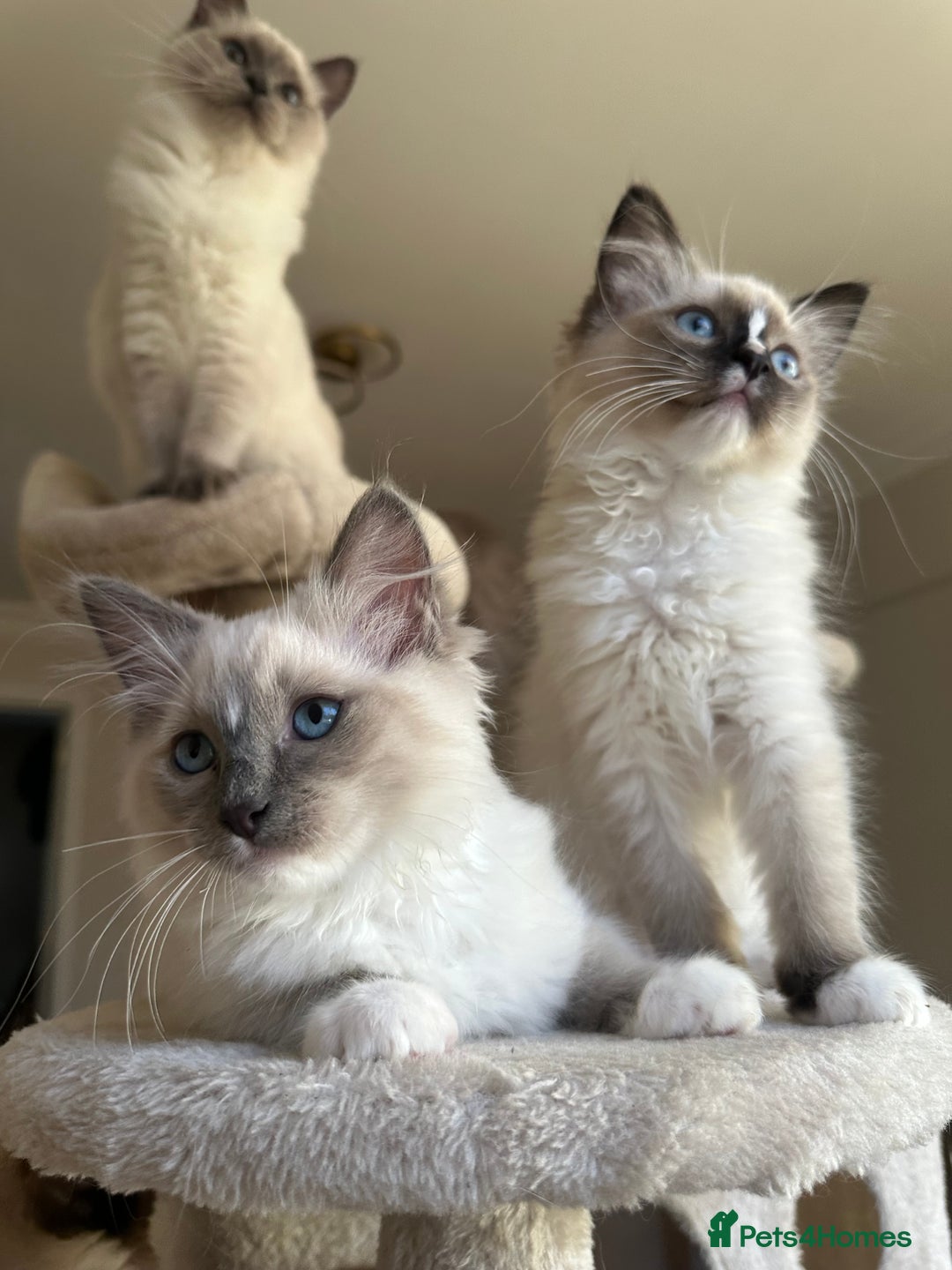 Ragdoll cats for sale: Last boy available! GCCF parents, pure ragdoll🤍 - Advert 10