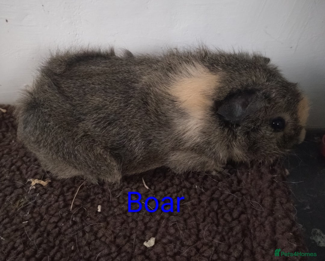 Guinea Pig rodents for sale: Guinea pigs  - Advert 4