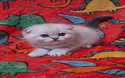 Scottish Fold cats for sale: Scottish Fold/Straight Kittens For Sale  - Image 14