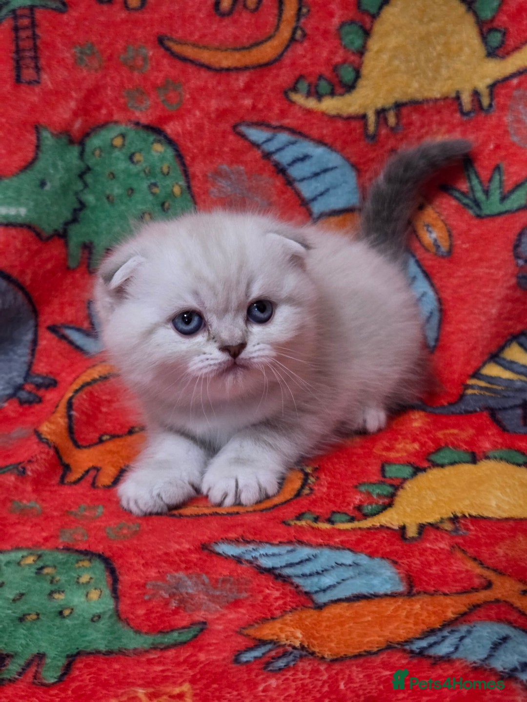 Scottish Fold cats for sale: Scottish Fold/Straight Kittens For Sale  - Image 14
