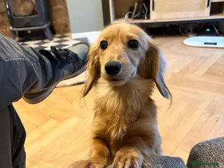 Miniature Dachshund dogs Cream longhair - Advert 18