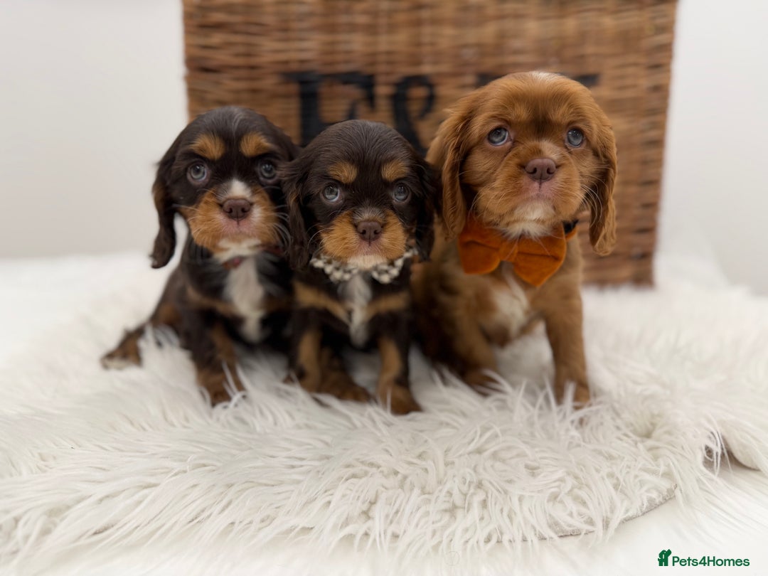 Cavalier King Charles Spaniel dogs for sale: Chocolate and tan Cavalier king charles - Advert 1