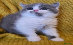 British Shorthair cats for sale: ONE GIRL LEFT GCCF reg BSH kittens - Image 31