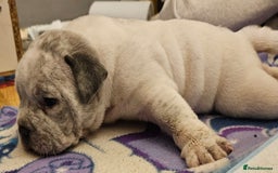 American Bully dogs for sale: 4 pocket bully pups. - Advert 2