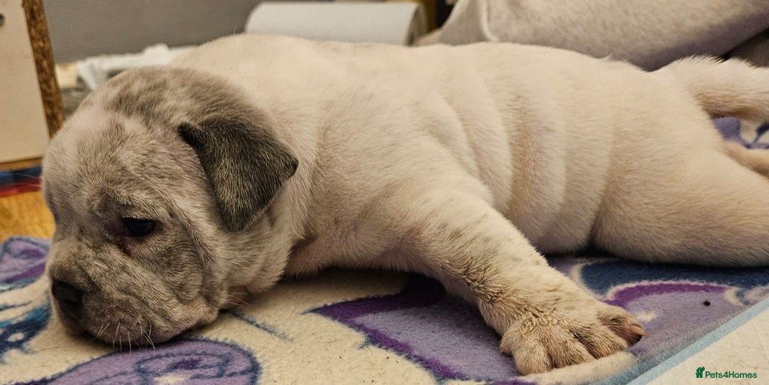 American Bully dogs for sale: 4 pocket bully pups. - Advert 2