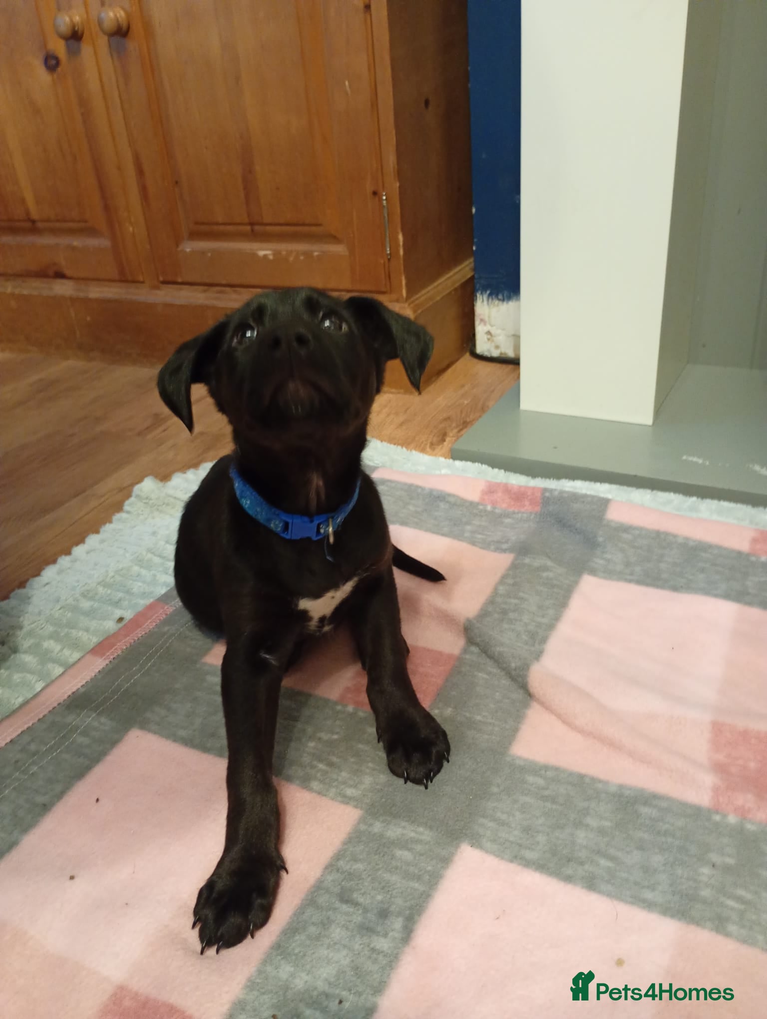 Mixed Breed dogs Last Puppy Remaining Family Raised Well Socialised - Advert 1