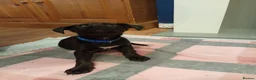 Mixed Breed dogs for sale: Last Puppy Remaining Family Raised Well Socialised - Advert 1