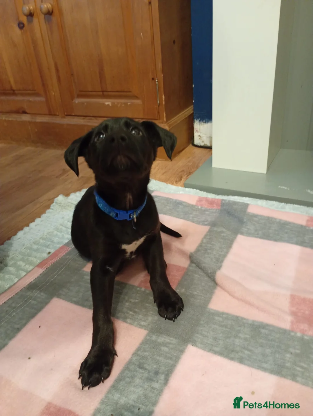 Mixed Breed dogs for sale: Last Puppy Remaining Family Raised Well Socialised - Advert 1