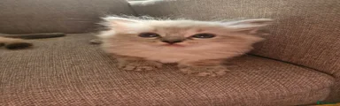 Ragdoll 1