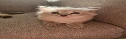 Ragdoll cats for sale: 💙Rare Lynx Point Purebred Ragdoll Kittens💙  - Advert 13