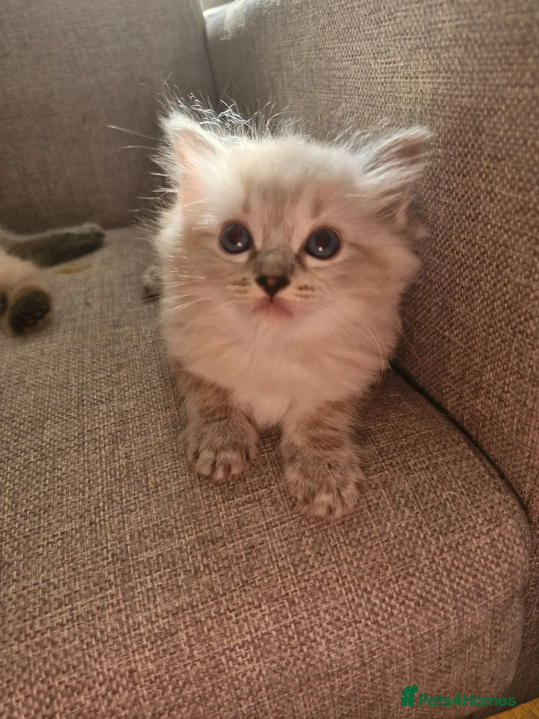 Ragdoll cats for sale: 💙Rare Lynx Point Purebred Ragdoll Kittens💙  - Advert 13