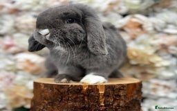 Mini Lop rabbits for sale: 🌟 mini lop babies 🌟 - Image 26
