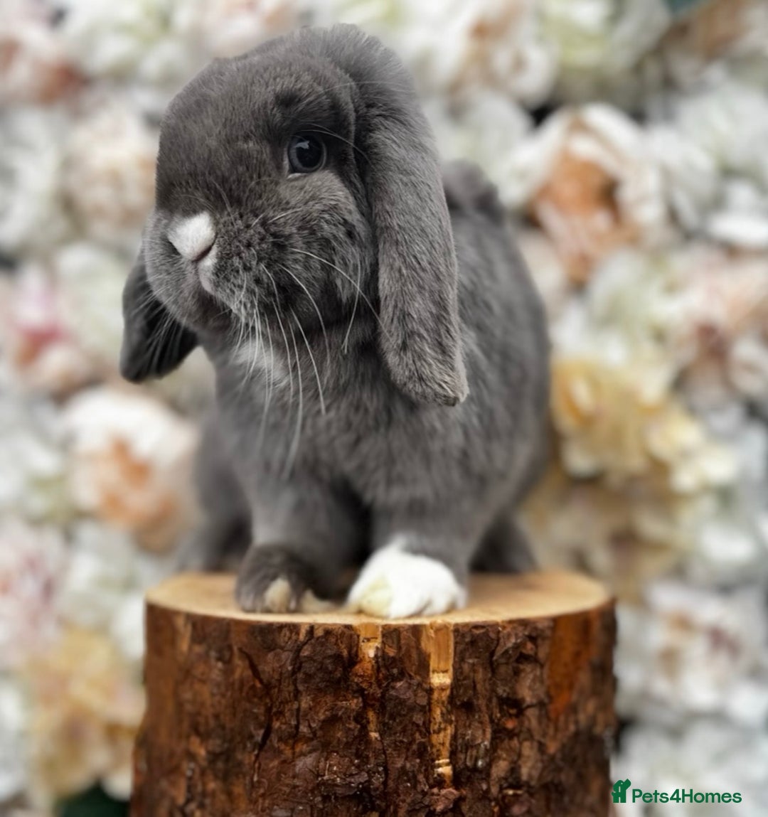 Mini Lop rabbits for sale: 🌟 mini lop babies 🌟 - Image 26