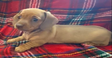 Miniature Dachshund dogs - Advert 13