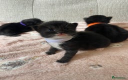 Mixed Breed cats for sale: 4 fluffy Russian blue mix kittens  - Image 8