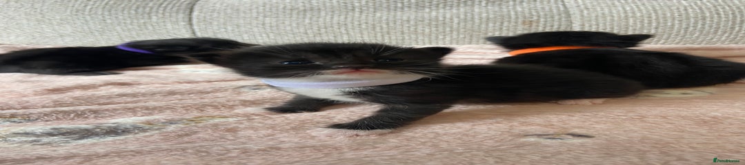 Kitten 3