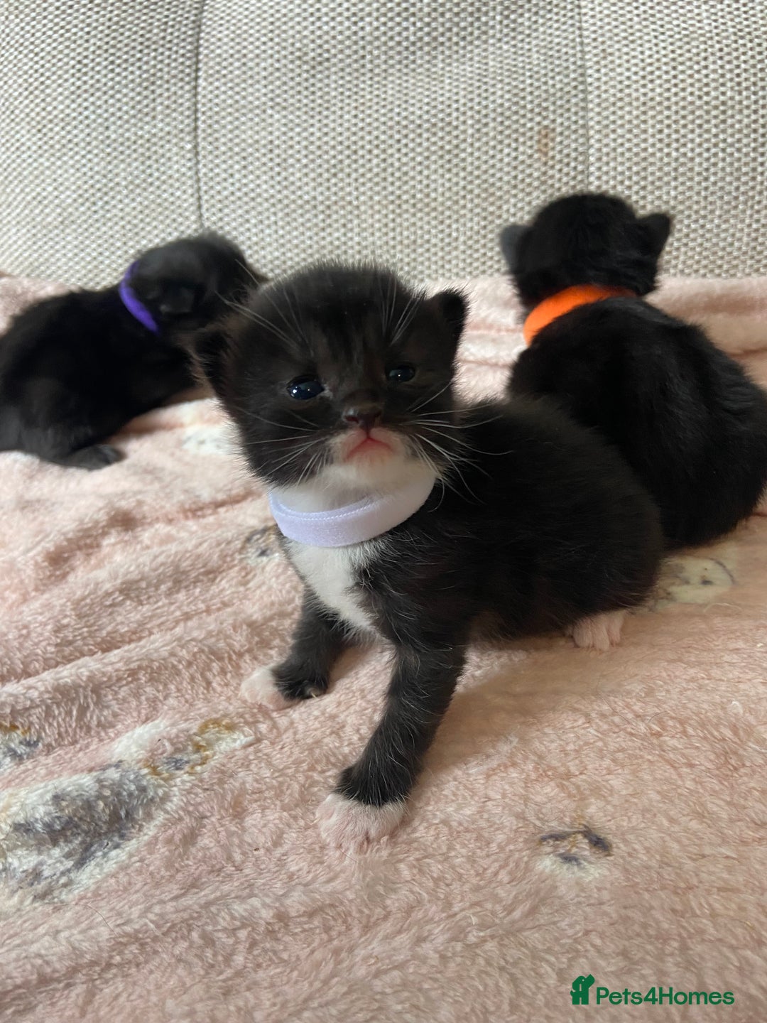 Mixed Breed cats for sale: 4 fluffy Russian blue mix kittens  - Image 8