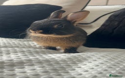 Netherland Dwarf rabbits for sale: Two Netherland Dwarf rabbits  - Image 2