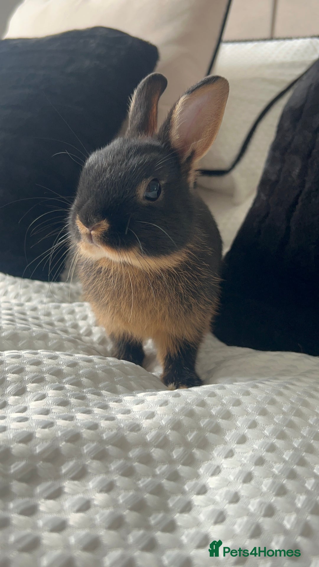 Netherland Dwarf rabbits for sale: Two Netherland Dwarf rabbits  - Image 2