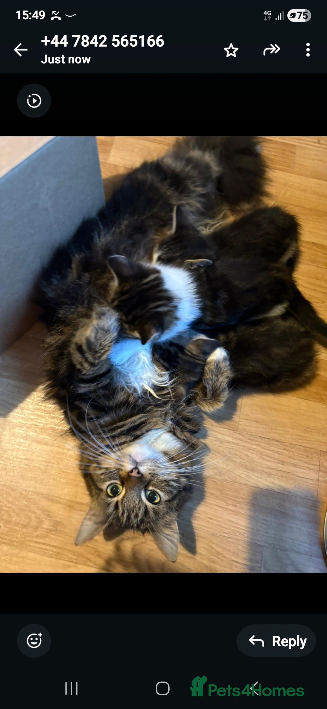 Mixed Breed cats for sale: Kittens  - Advert 1