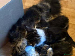 Mixed Breed cats Kittens - Advert 6