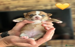 Chihuahua dogs for sale: 6 Gorgeous Chihuahua Puppies 🐶💙🩷🩷🩷🩷💙  - Image 18