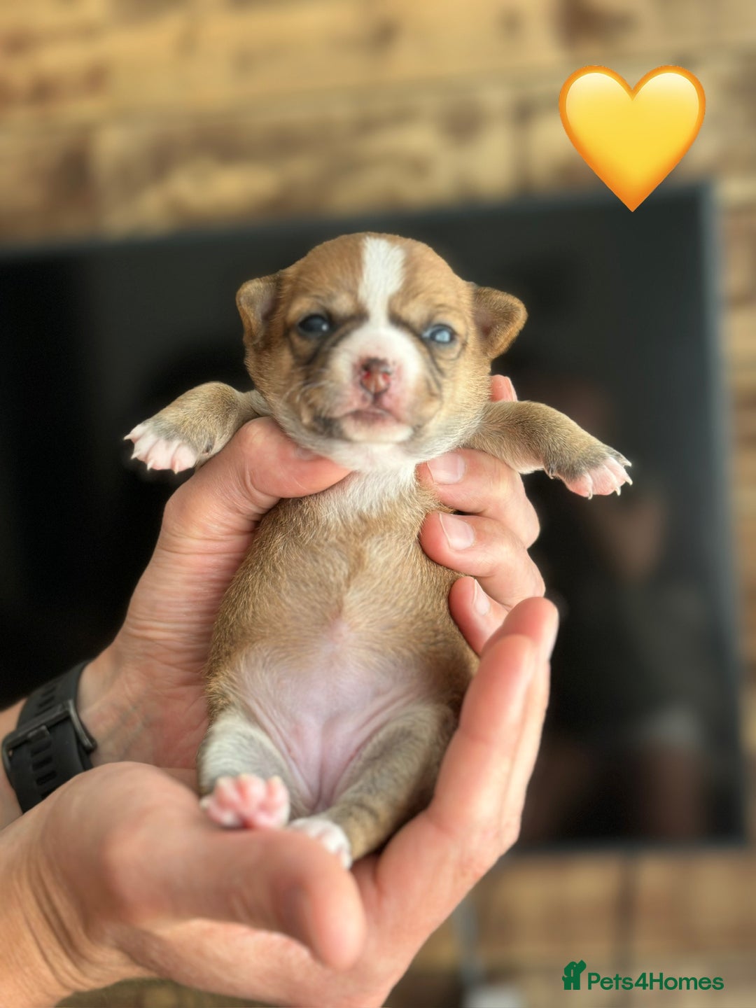 Chihuahua dogs for sale: 6 Gorgeous Chihuahua Puppies 🐶💙🩷🩷🩷🩷💙  - Image 18