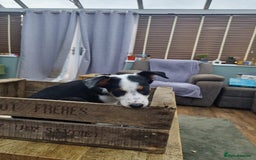 Mixed Breed dogs for sale: 2 Female Collie pups for sale - Advert 11