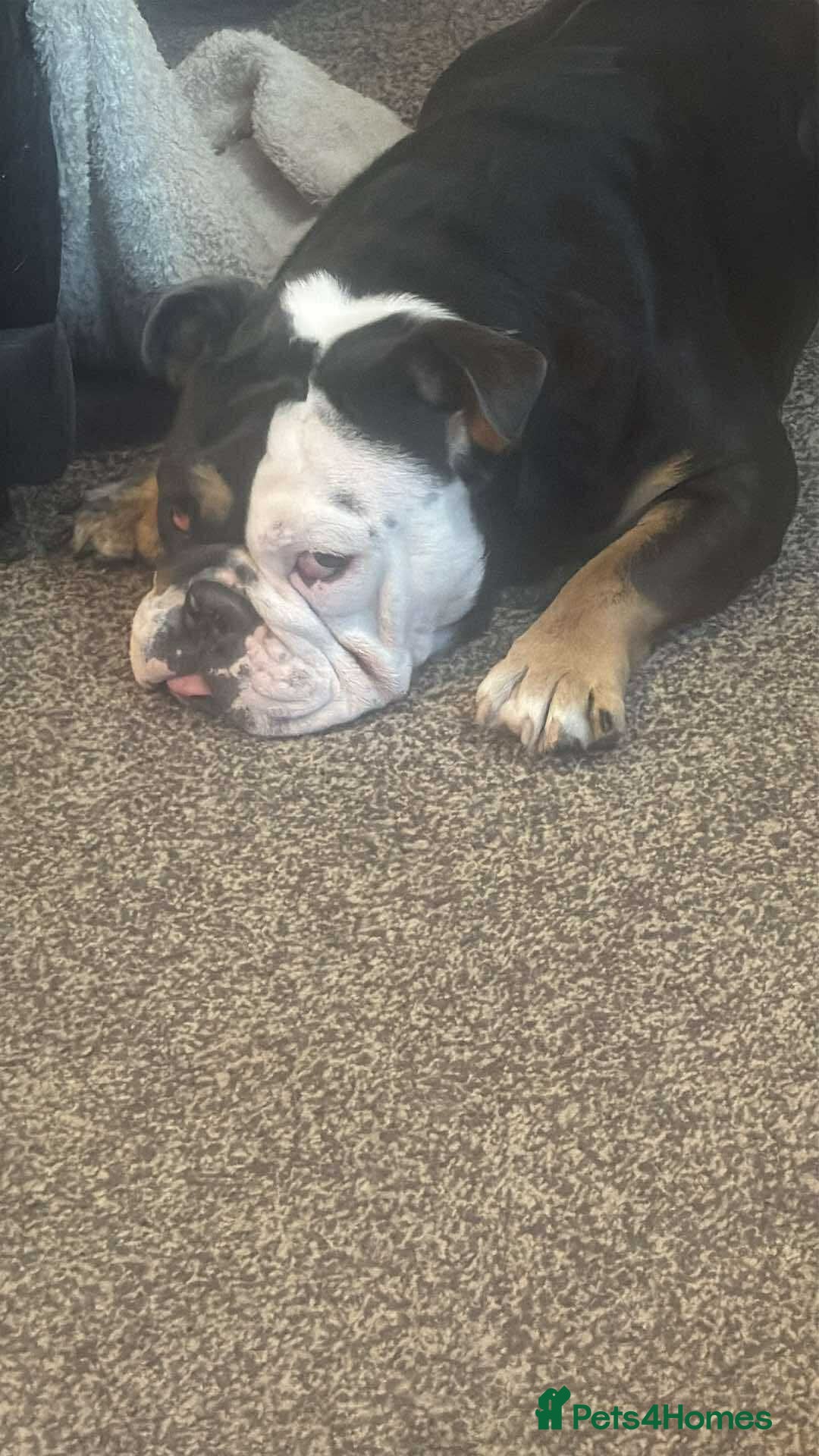 English Bulldog dogs for sale: rehoming our 1 year old bulldog - Advert 5