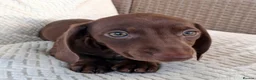 Miniature Dachshund dogs for sale: Whitney - Advert 35